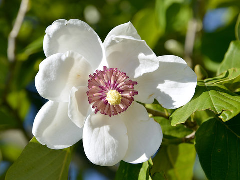 Closeup  white flower of magnolia sieboldii