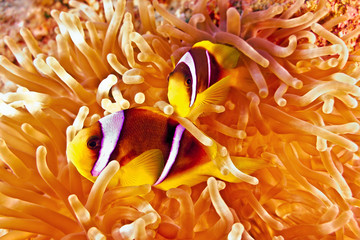 Anemonefish