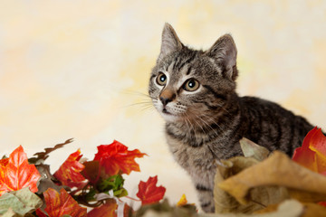 Portrait of tabby kitten