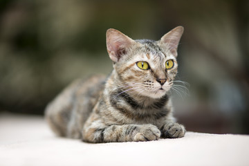 Cat on the Wall