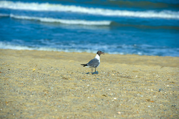 black headed gull