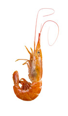 Langostino