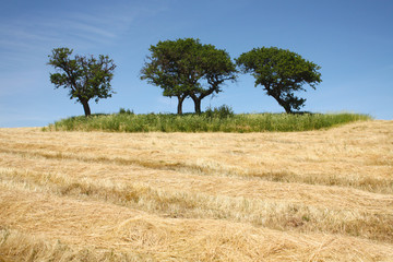 Campo di grano secco con alberi