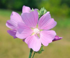 The wild flower plants Malva. View 1