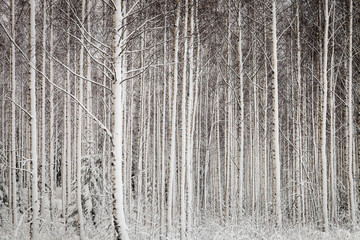 Snowy trees in Forest in the Winter