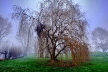 Saule pleureur dans la brume.