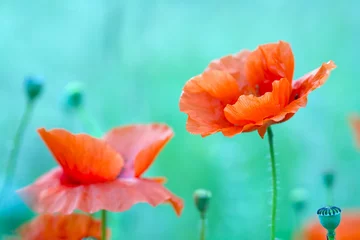 Photo sur Plexiglas Corail vert Fleur de pavot sauvage