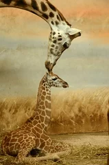 Wall murals Giraffe Mother-giraffe and baby-giraffe