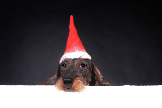 Wirehair dachshund in red cap for Christmas