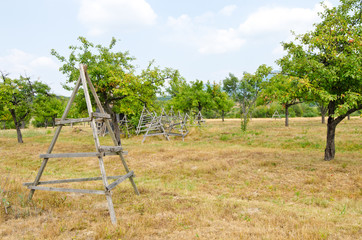 Autumn fruit orchard.Trees with ripe fruits ready to be harvest.