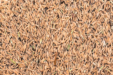 Mood shot of rice grain