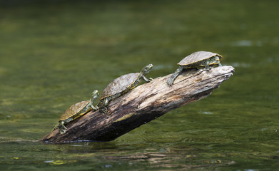 Three Turtles on a Log