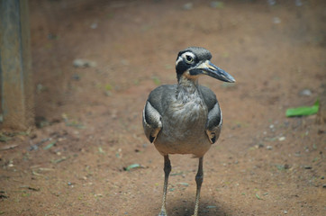 beach stone curlew