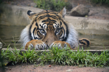 White Tigers stock photos and royalty-free images, vectors and