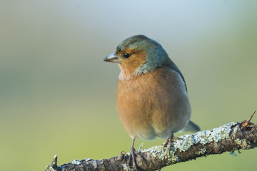 Fringilla coelebs