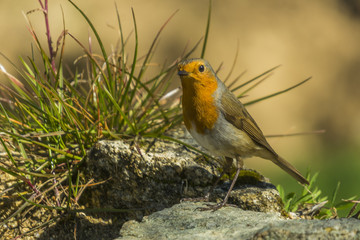 robin, Erithacus rubecula