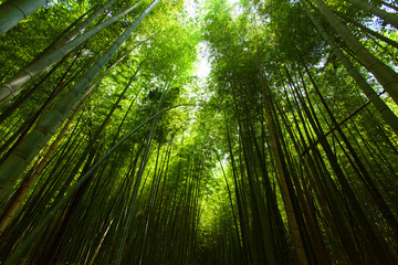 Light into the bamboo forest