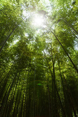 Fototapeta na wymiar Light in the bamboo forest