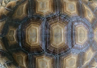 Deurstickers Schildpad Closeup of a turtle shell.