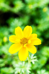 Obraz premium yellow flower in chiangmai province thailand.