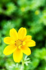 Obraz premium yellow flower in chiangmai province thailand.
