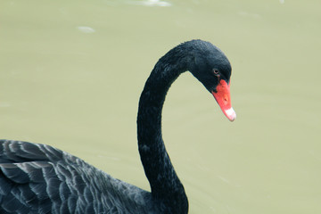 The red bill black swan