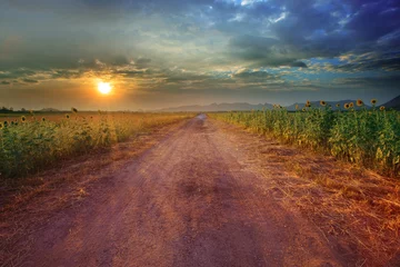 Foto op Plexiglas anti-reflex landscape of rural road perspective to sunflower farm field with © stockphoto mania