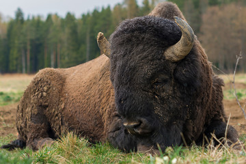 Natural close-up photo of big bison lying on a grass in reserve