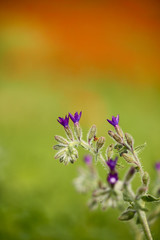 Erba Perla (Lithospermum officinale) 