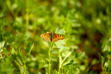 Farfalla Comune Marrone