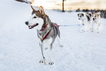 Fototapeta na wymiar Husky dog ready for sledding in the cold winter