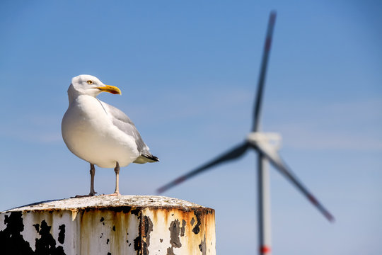 Offshore-Windkraftanlage und M&ouml;we in Norddeutschland