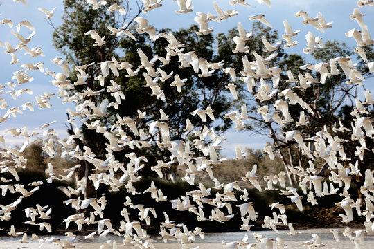 Corellas take flight over Cooper Creek, Australia.