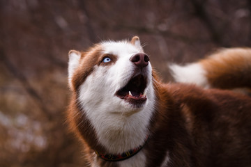 Red husky