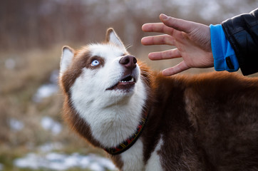 Red husky © castenoid