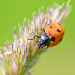 ladybird