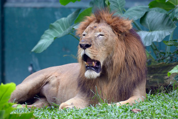 Lion