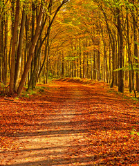 Obraz premium Pathway through the autumn forest