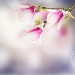 Photo sur Plexiglas Magnolia fleurs de magnolia rose