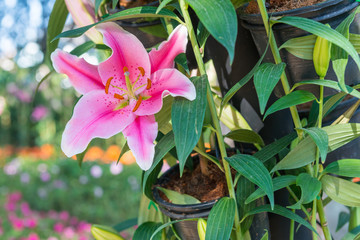 Beautiful pink lily flower garden