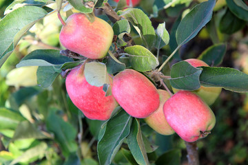 Ripe red apples
