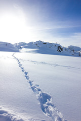 Orme e impronte su neve