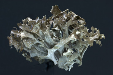 Islaendisches Moos, Cetraria islandica