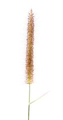 Grass flower isolated
