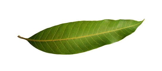 mango leaves  isolated