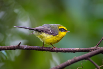 Yellow-bellied Fantail (Chelidorhynx hypoxantha) on the branc