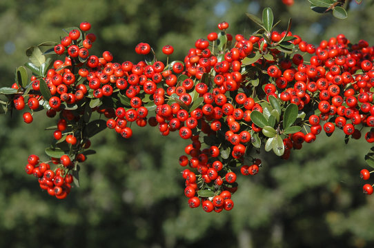 Pyracantha, Buisson argent, variete Saphyr rouge Cadou