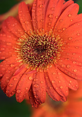 Beautiful gerbera flower