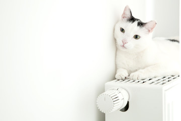 Katze auf der heizung 