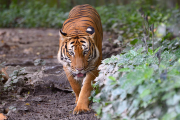 Malayan tiger